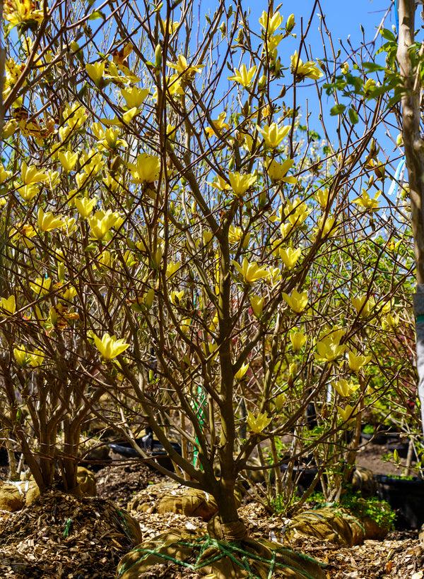 Magnolia Acuminata 'yellow Bird' Single Stem - View 24 from www redcrocus com