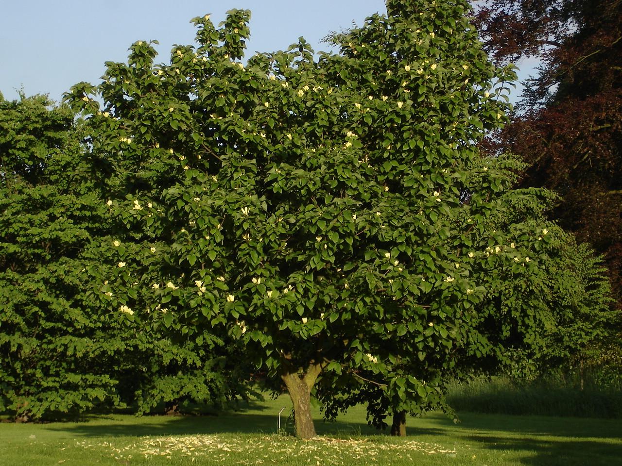 Magnolia Acuminata 'yellow Bird' Single Stem - View 25 from www redcrocus com