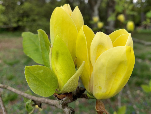 Magnolia Acuminata 'yellow Bird' Single Stem - View 8 from www redcrocus com