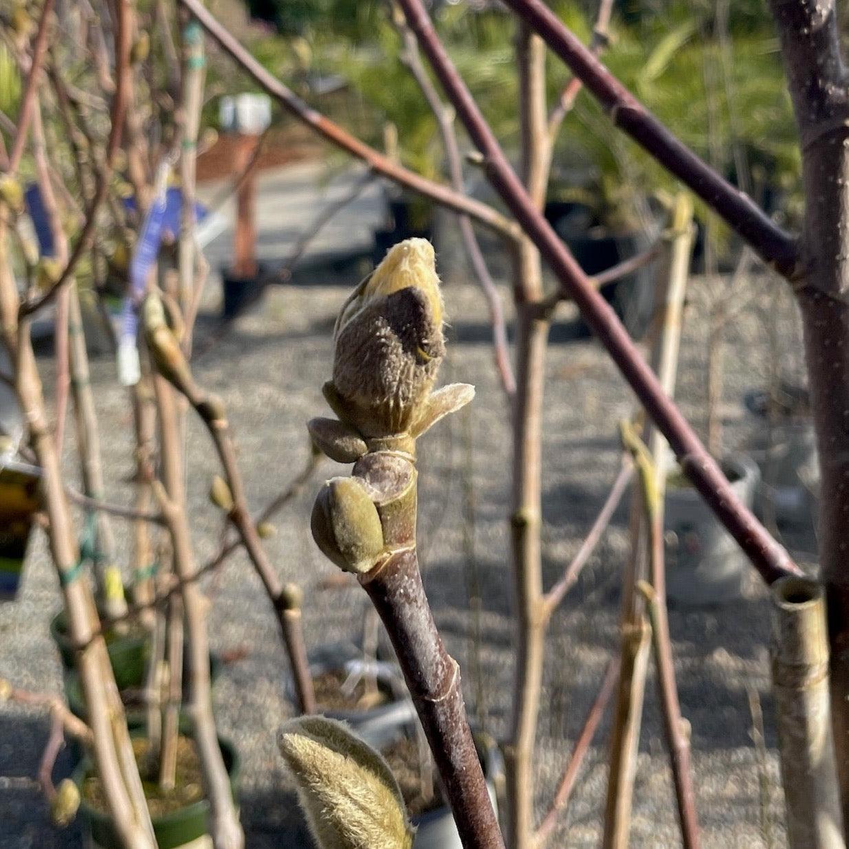 Magnolia Acuminata 'yellow Bird' Single Stem - View 9 from www redcrocus com