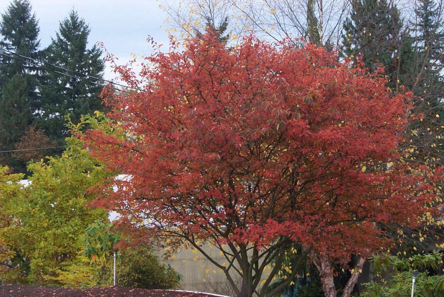 Amelanchier Grandiflora Autumn Brilliance Multi Stem - View 10 from www redcrocus com
