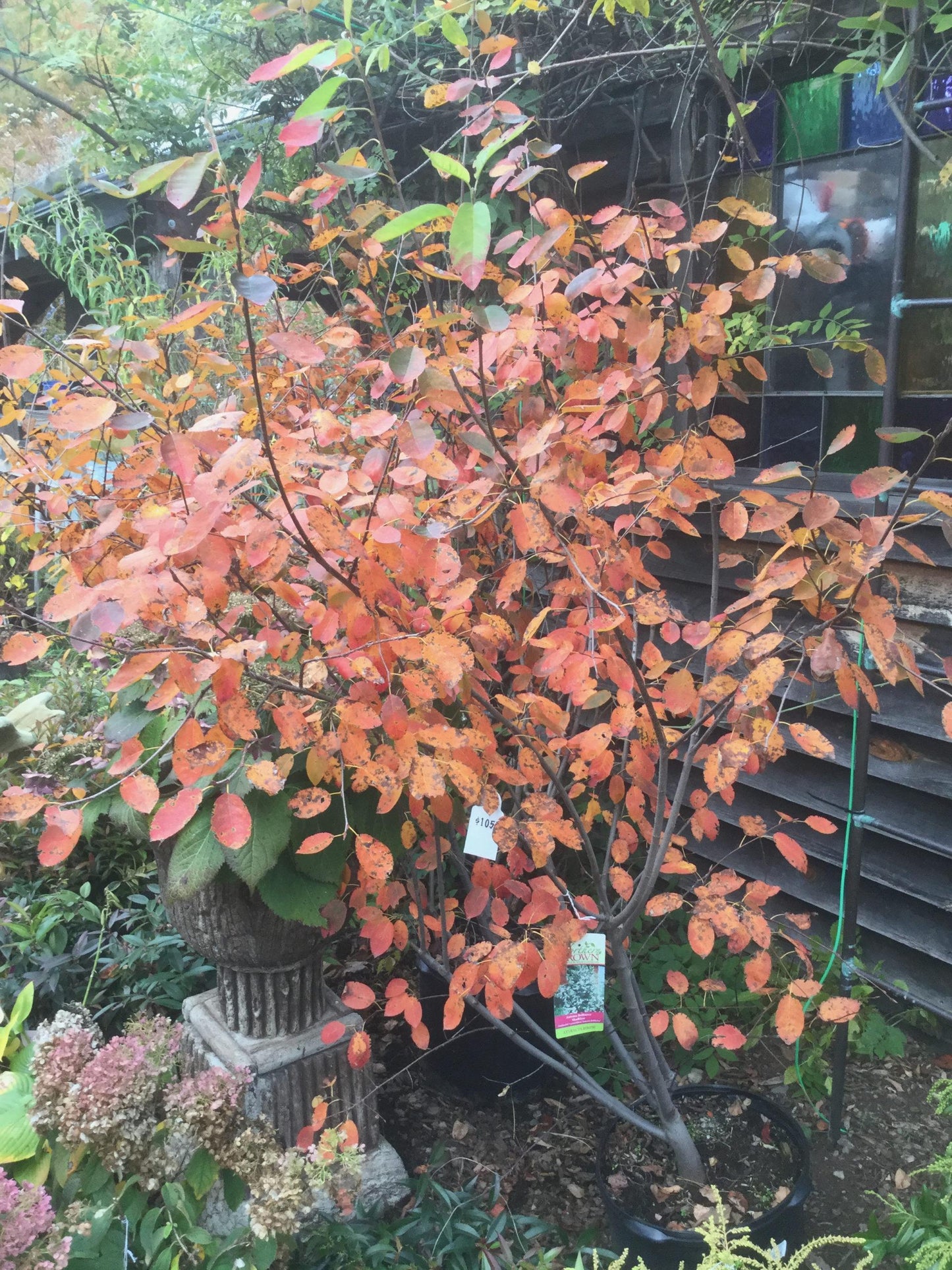 Amelanchier Grandiflora Autumn Brilliance Multi Stem - View 13 from www redcrocus com
