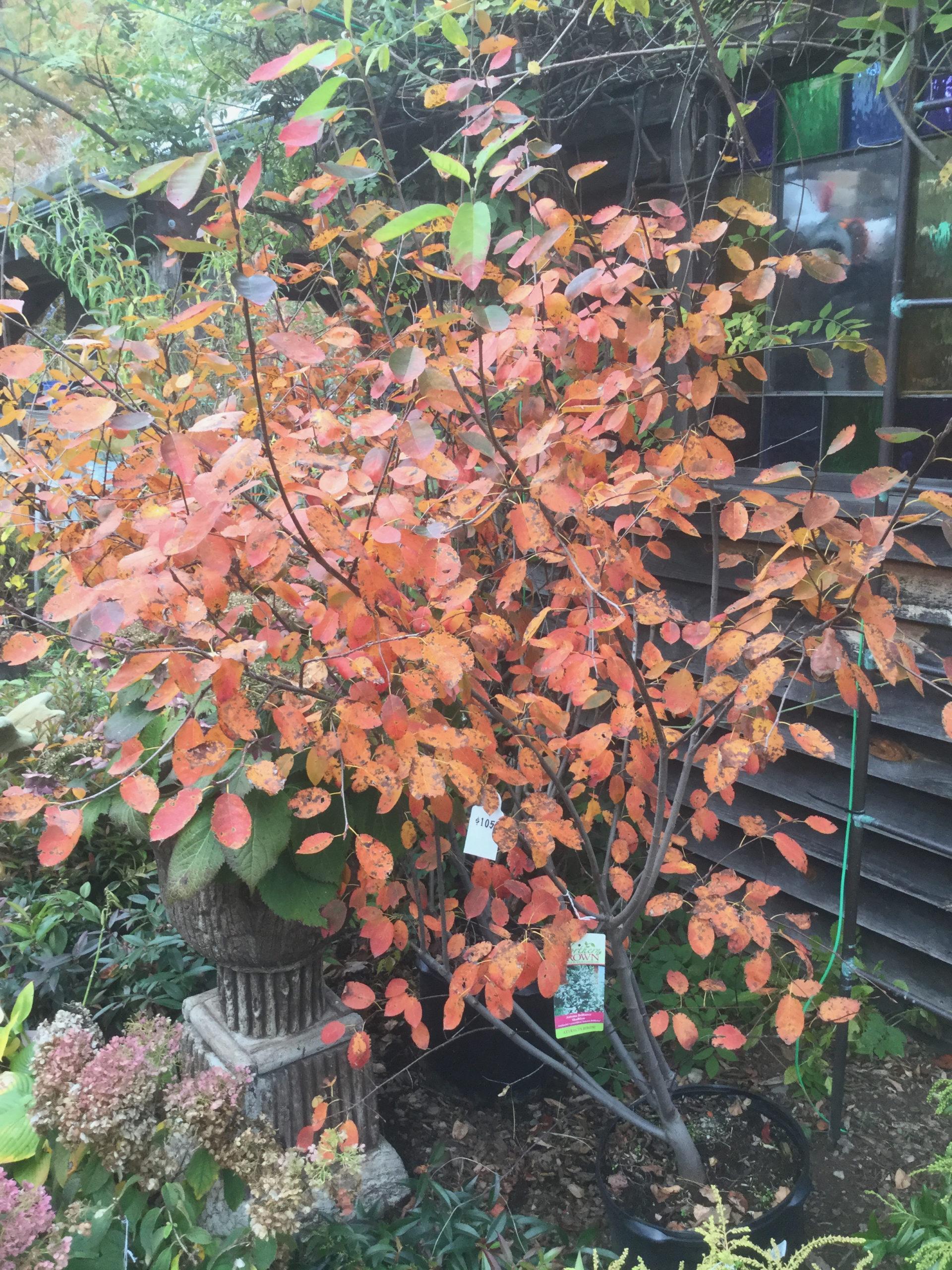 Amelanchier Grandiflora Autumn Brilliance Multi Stem - View 13 from www redcrocus com