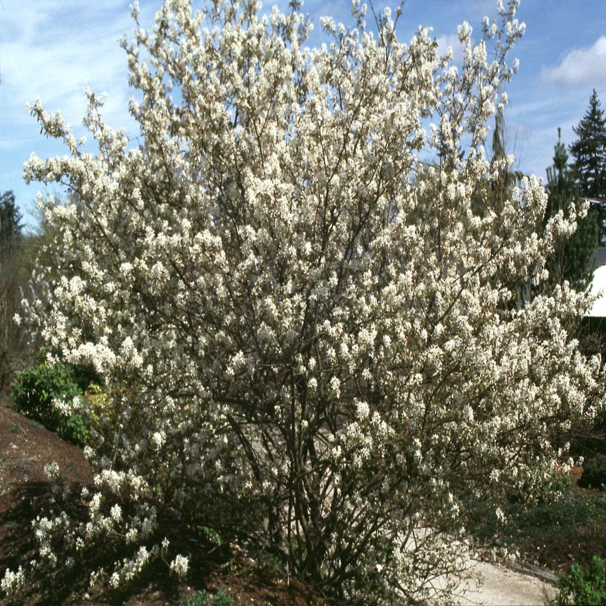 Amelanchier Grandiflora Autumn Brilliance Multi Stem - View 14 from www redcrocus com