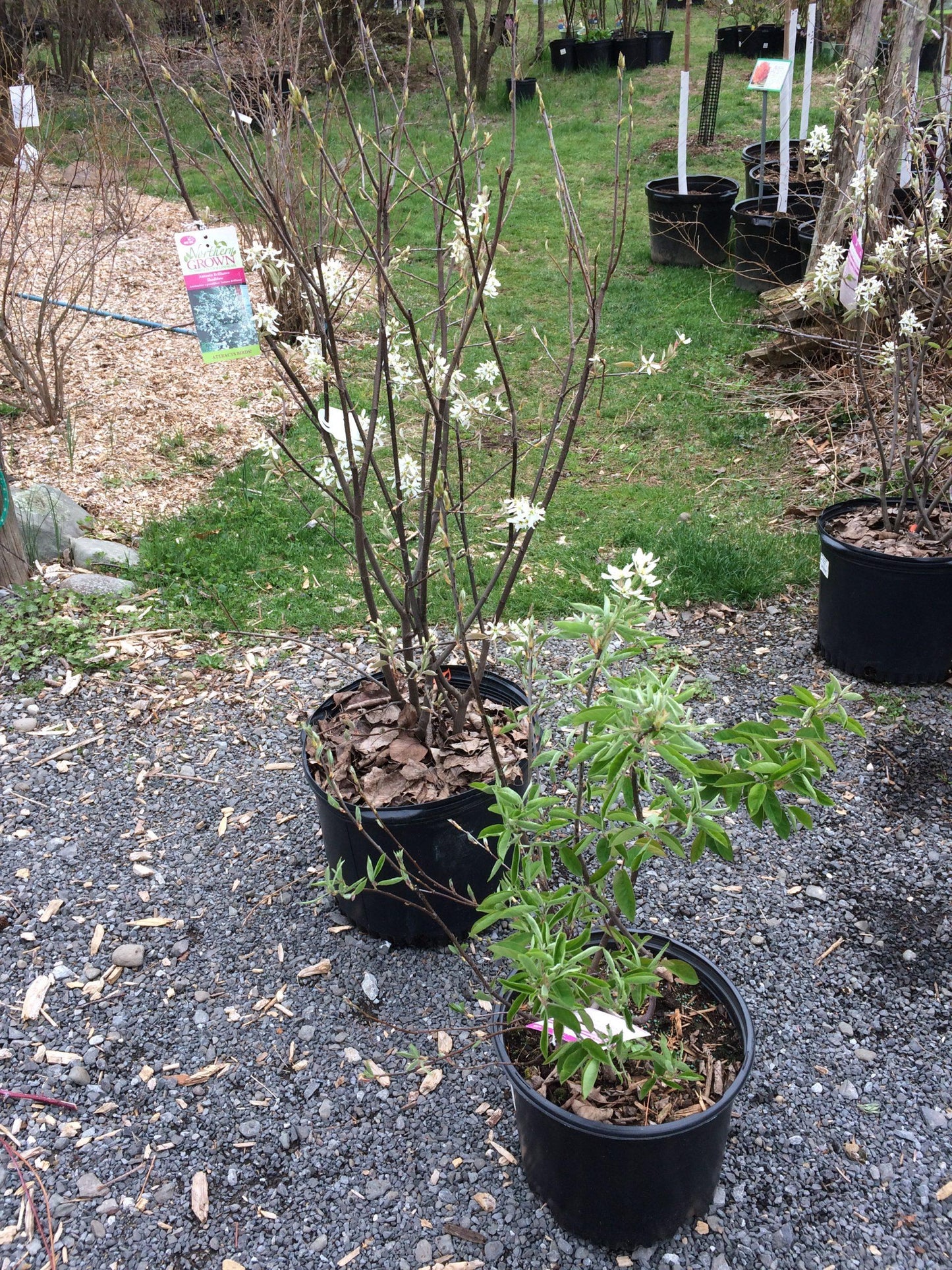 Amelanchier Grandiflora Autumn Brilliance Multi Stem - View 15 from www redcrocus com