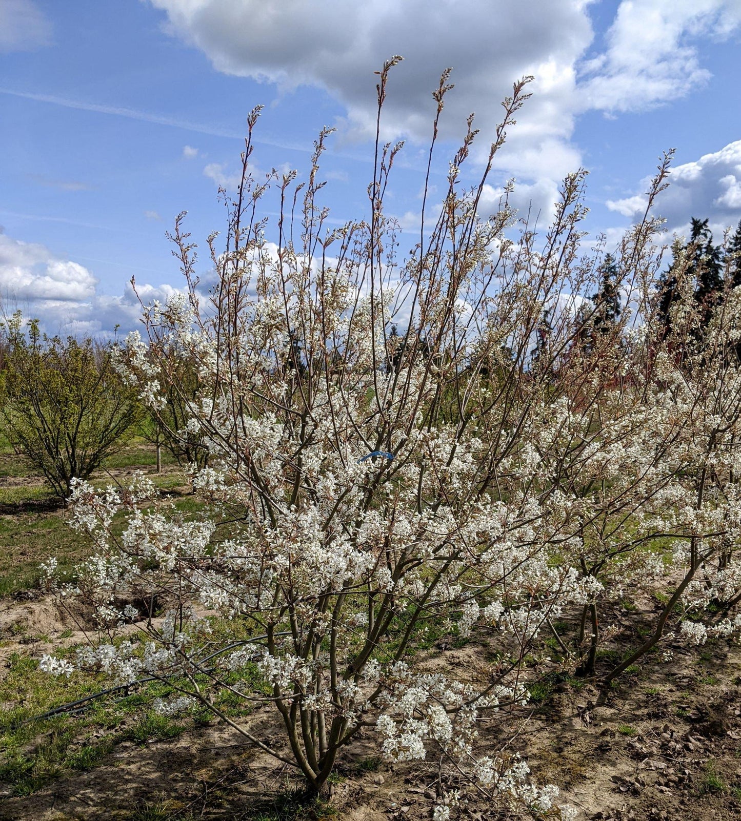 Amelanchier Grandiflora Autumn Brilliance Multi Stem - View 16 from www redcrocus com