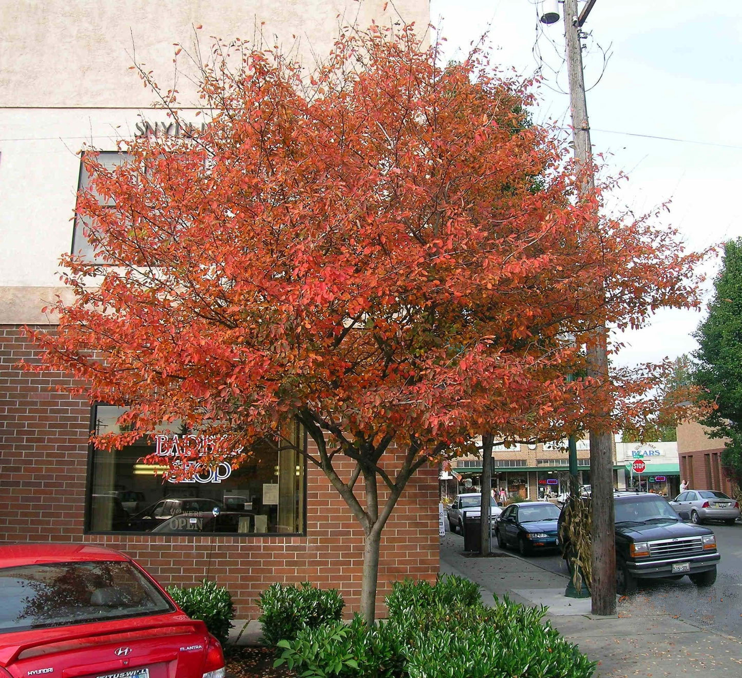 Amelanchier Grandiflora Autumn Brilliance Multi Stem - View 17 from www redcrocus com