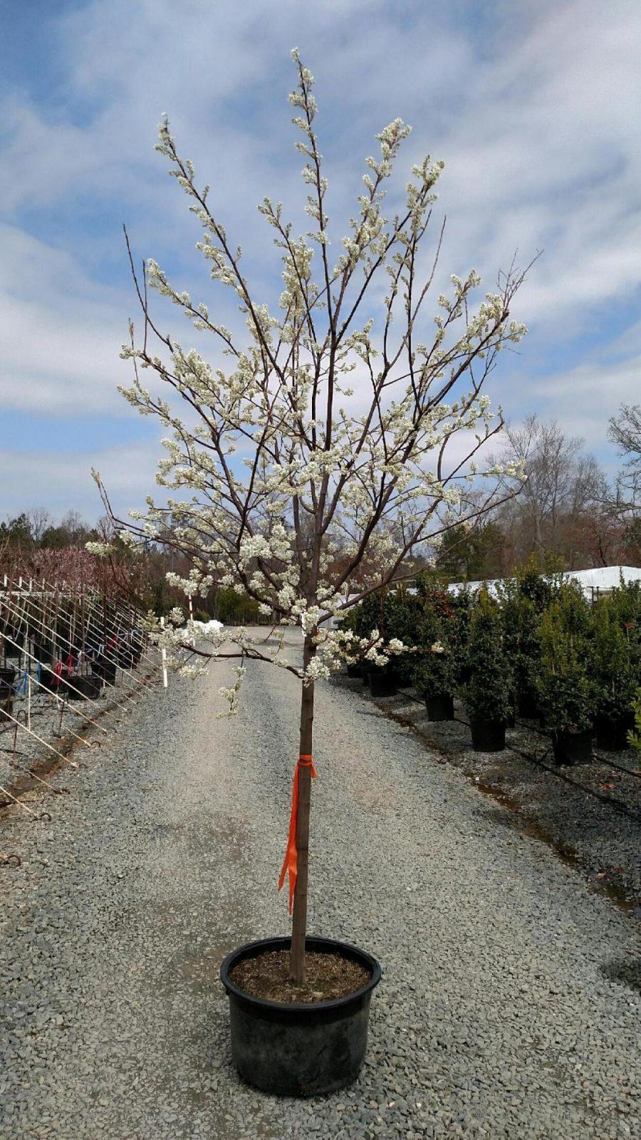 Amelanchier Grandiflora Autumn Brilliance Multi Stem - View 18 from www redcrocus com