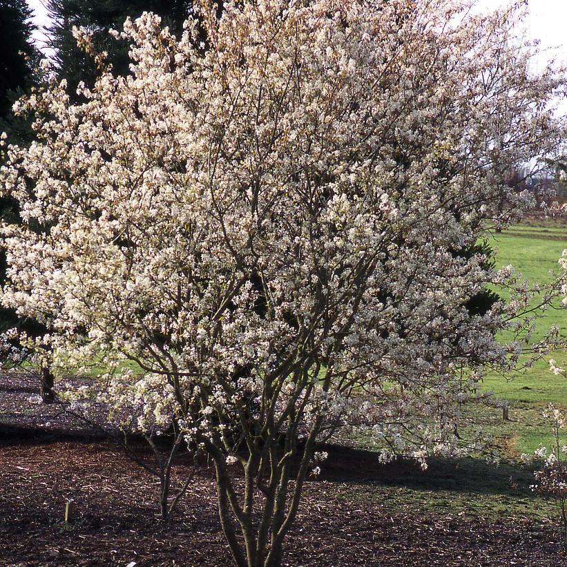 Amelanchier Grandiflora Autumn Brilliance Multi Stem - View 2 from www redcrocus com