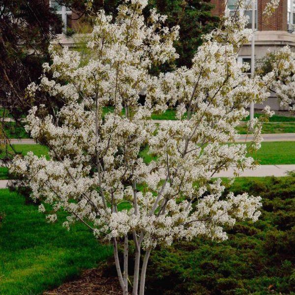Amelanchier Grandiflora Autumn Brilliance Multi Stem - View 3 from www redcrocus com
