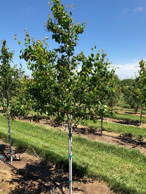 Amelanchier Grandiflora Autumn Brilliance Multi Stem - View 5 from www redcrocus com