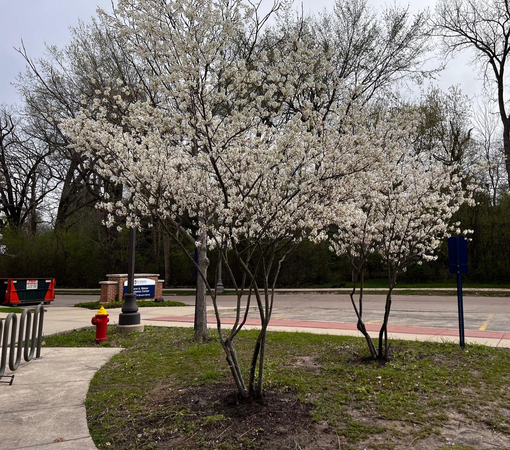 Amelanchier Grandiflora Autumn Brilliance Multi Stem - View 6 from www redcrocus com