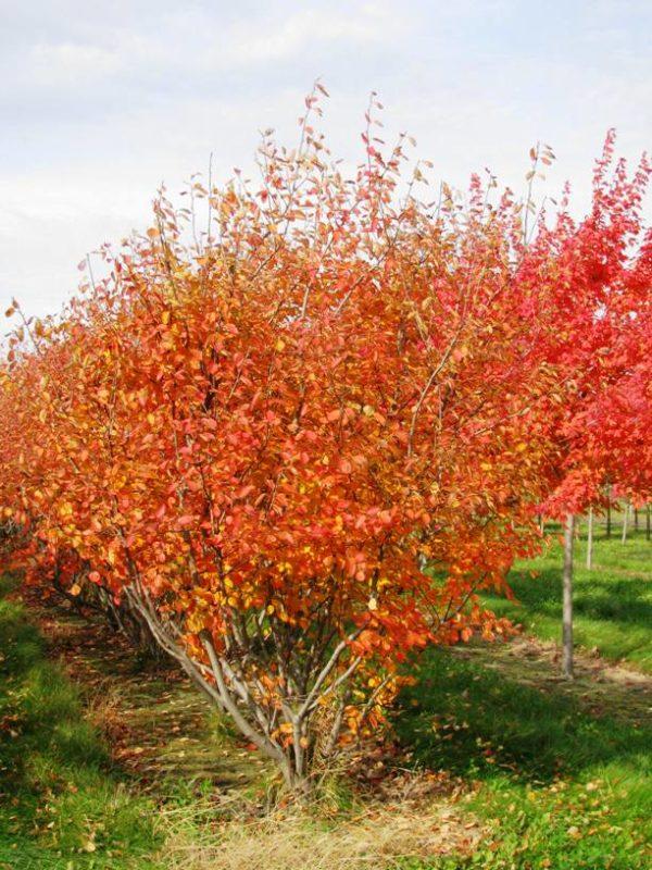 Amelanchier Grandiflora Autumn Brilliance Multi Stem - View 7 from www redcrocus com