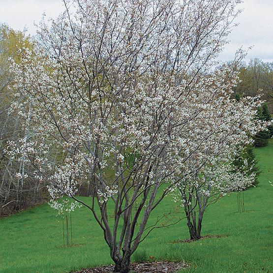 Amelanchier Grandiflora Autumn Brilliance Multi Stem - View 13 from www redcrocus com