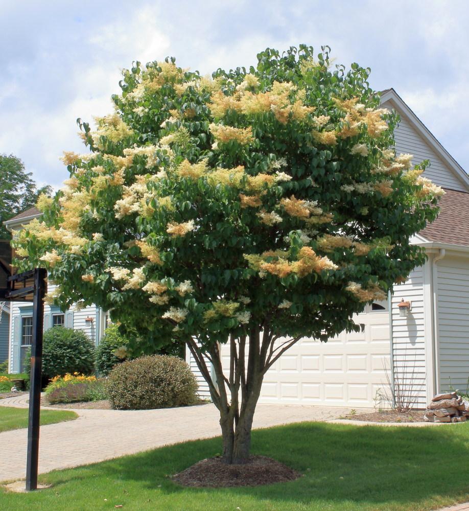 Syringa Reticulata 'ivory Silk' Single Stem - View 10 from www redcrocus com