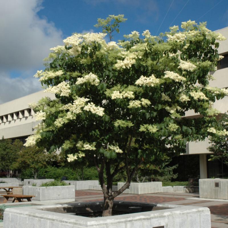 Syringa Reticulata 'ivory Silk' Single Stem - View 12 from www redcrocus com
