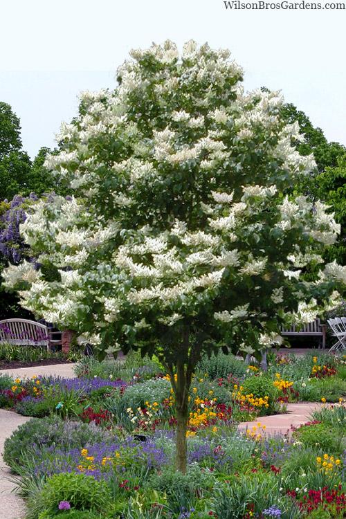 Syringa Reticulata 'ivory Silk' Single Stem - View 14 from www redcrocus com