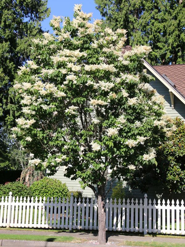Syringa Reticulata 'ivory Silk' Single Stem - View 1 from www redcrocus com
