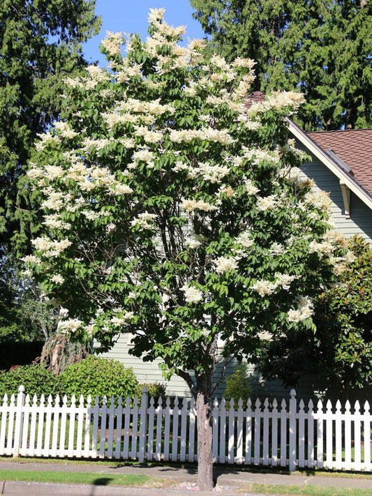 Syringa Reticulata 'ivory Silk' Single Stem - View 1 from www redcrocus com
