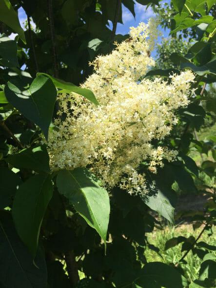 Syringa Reticulata 'ivory Silk' Single Stem - View 20 from www redcrocus com