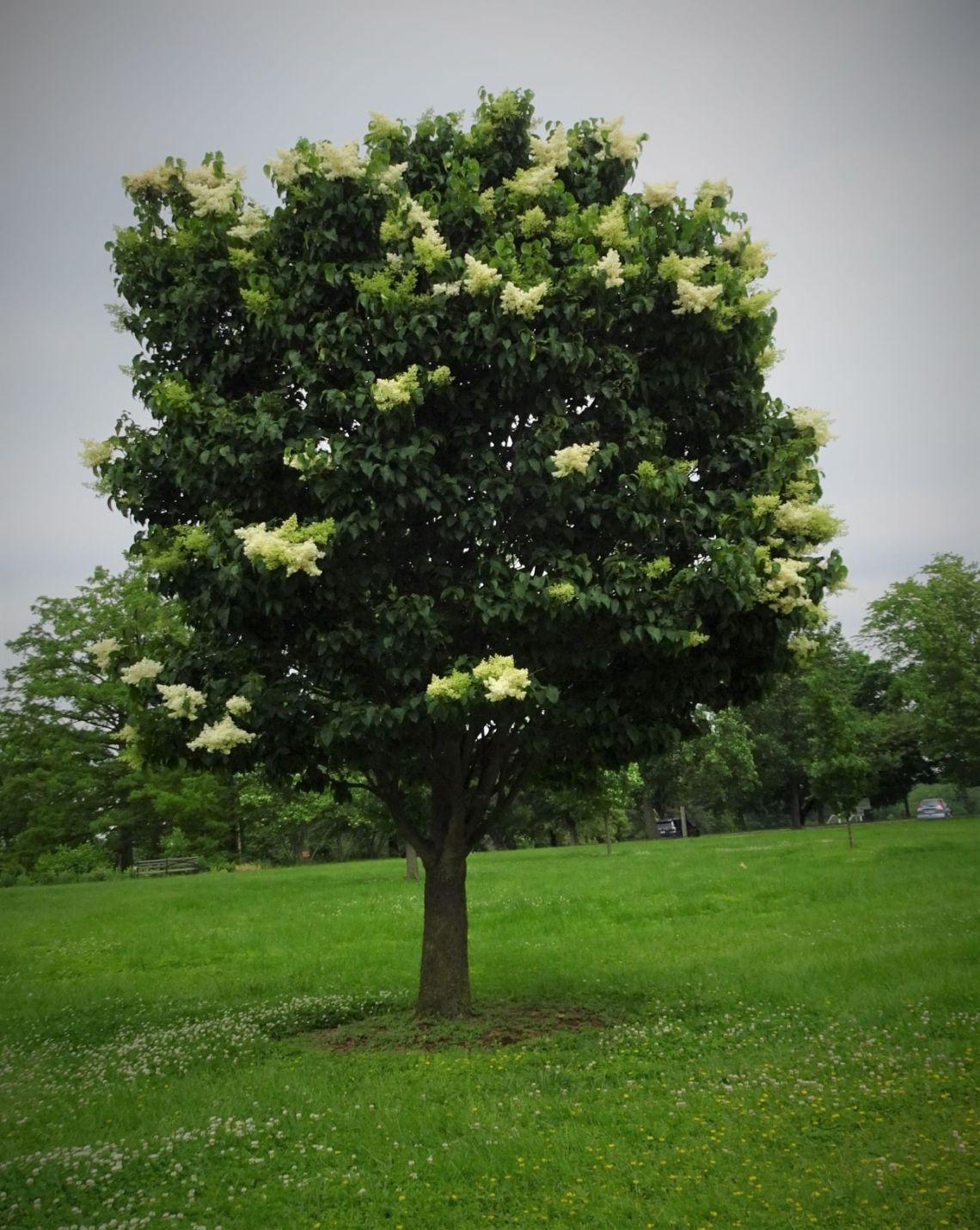 Syringa Reticulata 'ivory Silk' Single Stem - View 23 from www redcrocus com