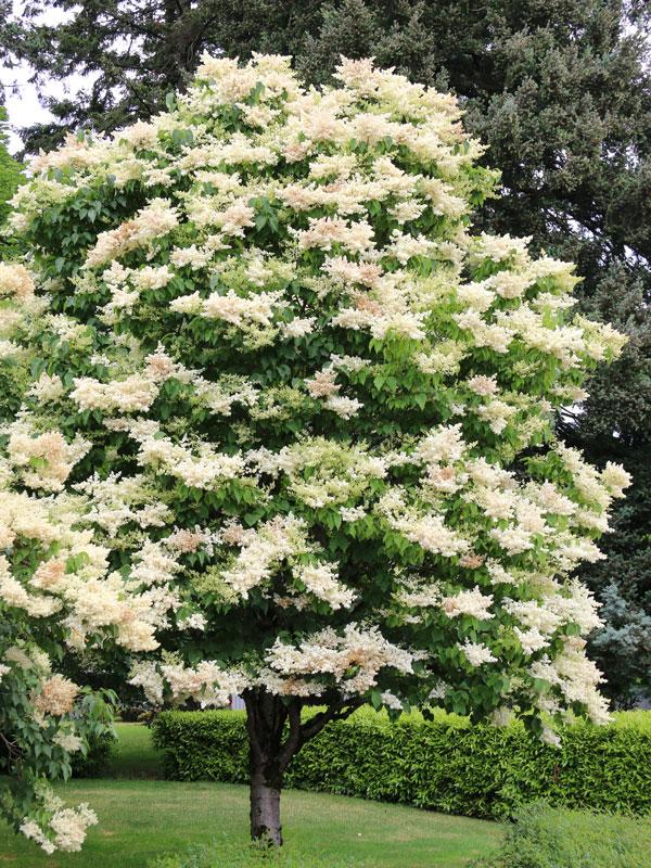 Syringa Reticulata 'ivory Silk' Single Stem - View 24 from www redcrocus com