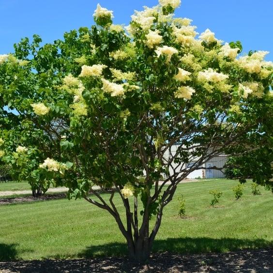 Syringa Reticulata 'ivory Silk' Single Stem - View 25 from www redcrocus com