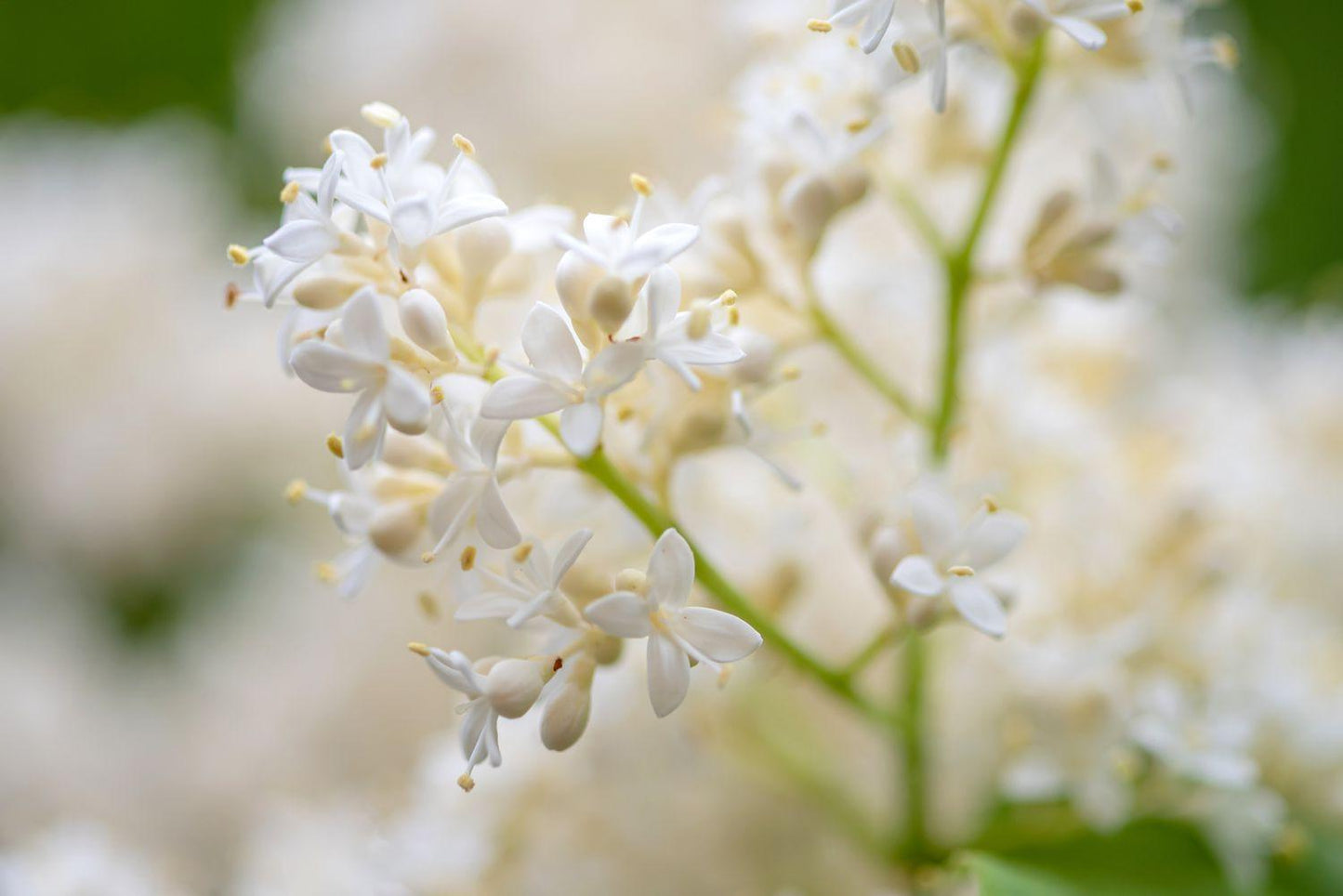 Syringa Reticulata 'ivory Silk' Single Stem - View 26 from www redcrocus com
