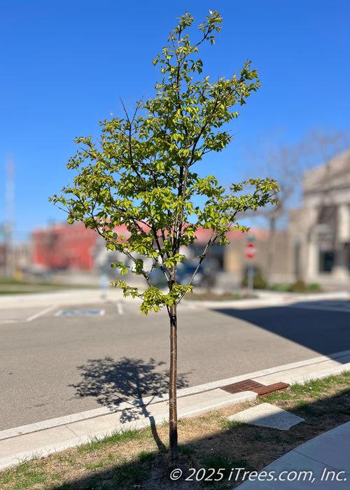 Syringa Reticulata 'ivory Silk' Single Stem - View 27 from www redcrocus com