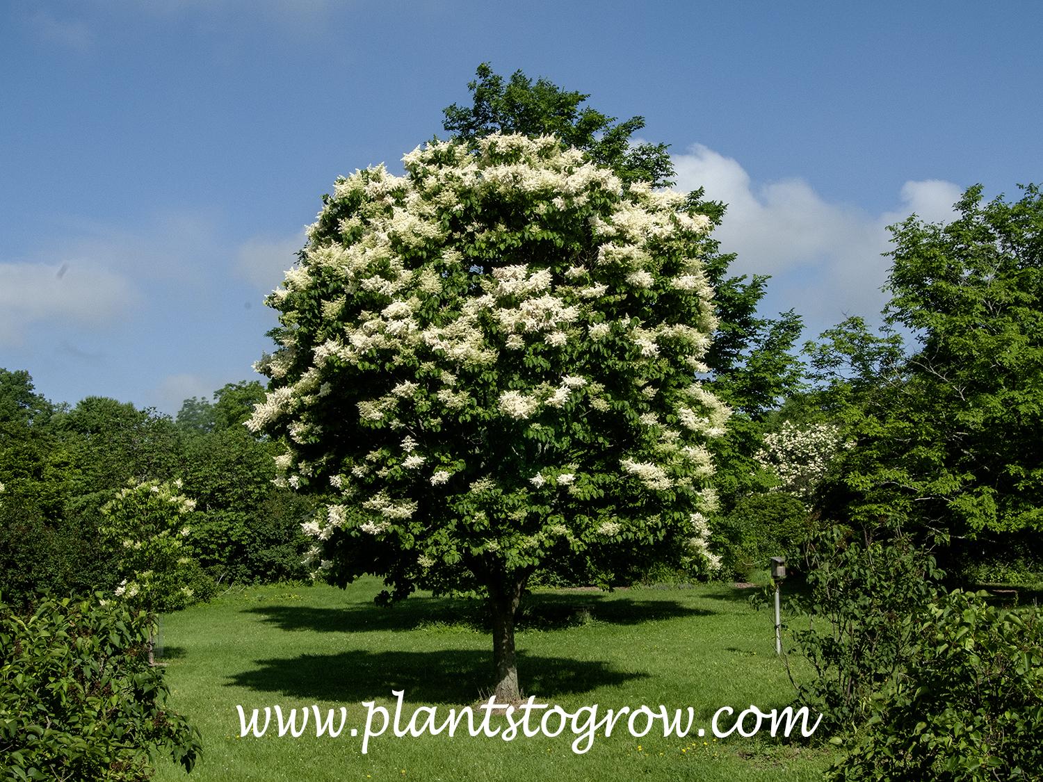 Syringa Reticulata 'ivory Silk' Single Stem - View 28 from www redcrocus com