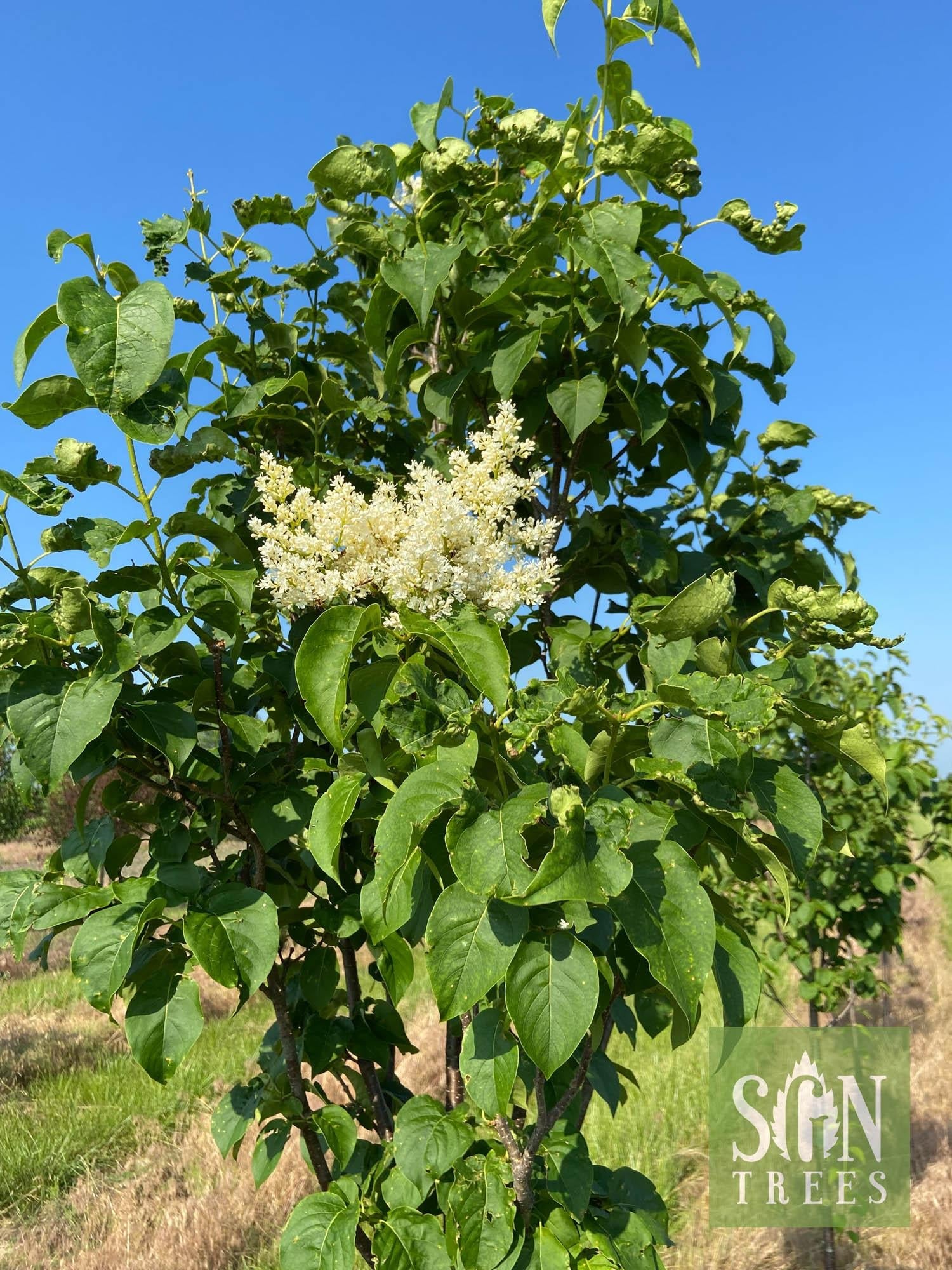 Syringa Reticulata 'ivory Silk' Single Stem - View 29 from www redcrocus com