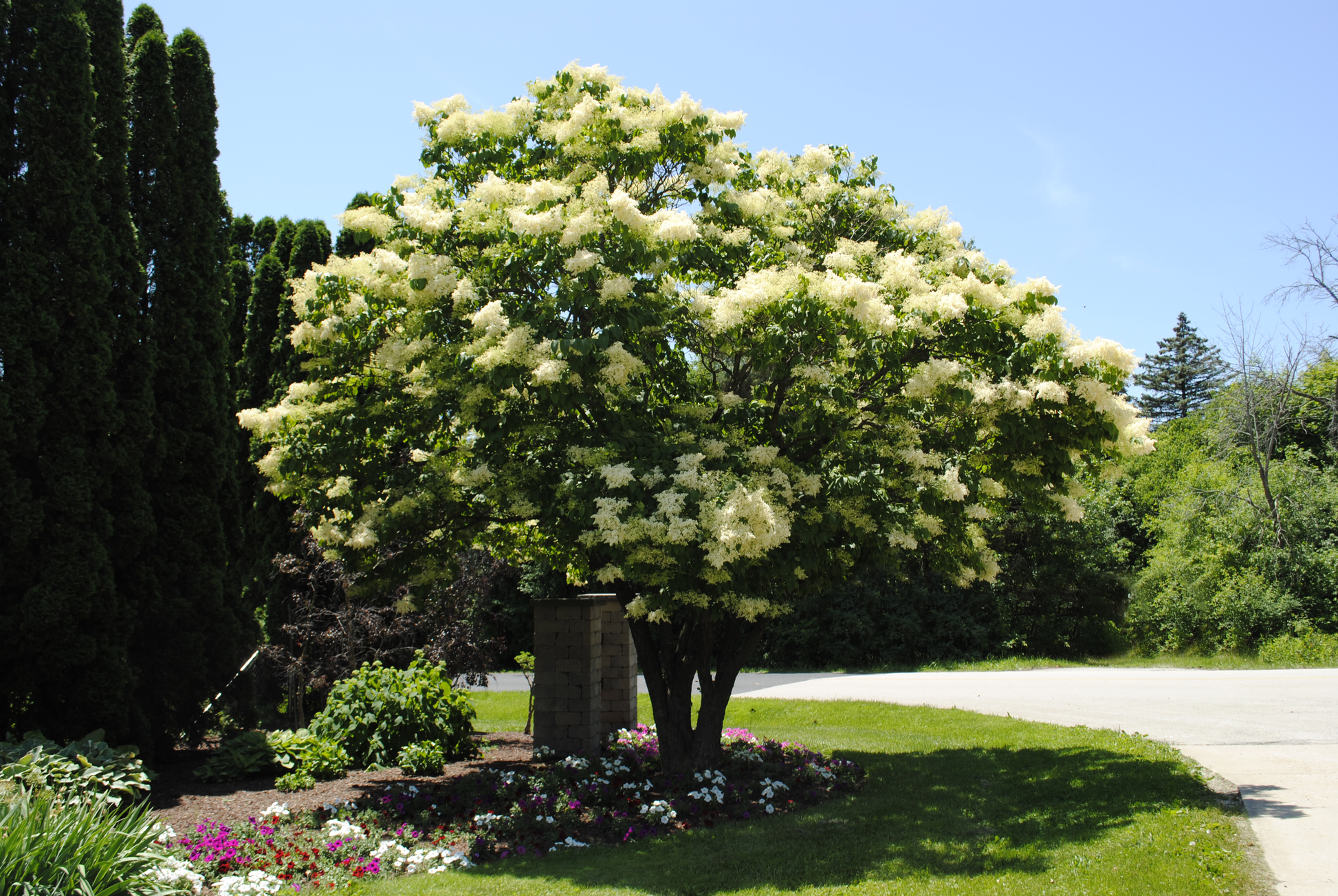 Syringa Reticulata 'ivory Silk' Single Stem - View 3 from www redcrocus com