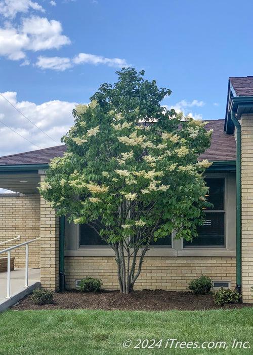 Syringa Reticulata 'ivory Silk' Single Stem - View 4 from www redcrocus com