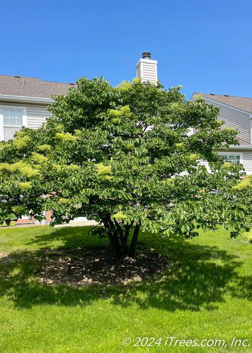 Syringa Reticulata 'ivory Silk' Single Stem - View 5 from www redcrocus com