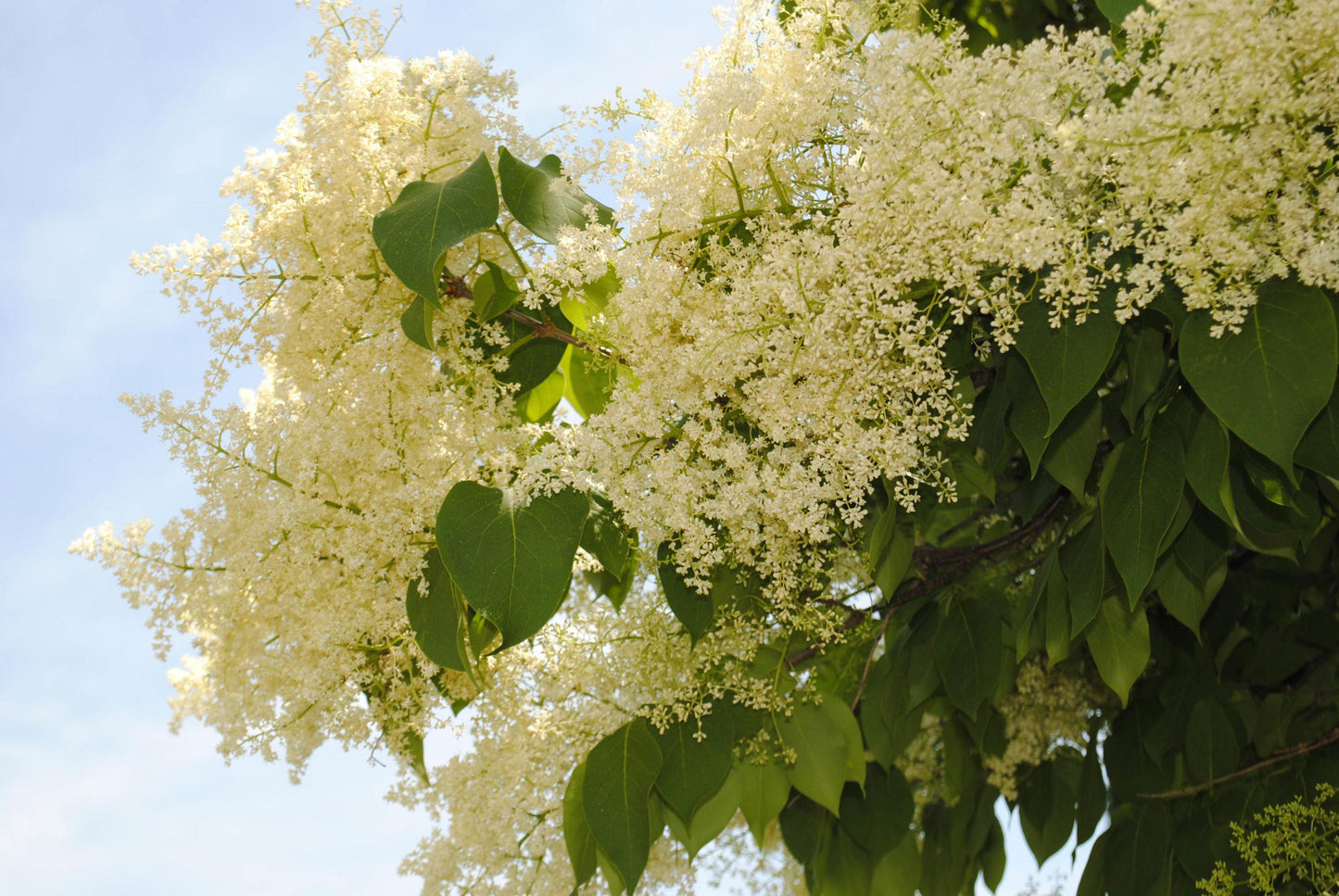 Syringa Reticulata 'ivory Silk' Single Stem - View 6 from www redcrocus com