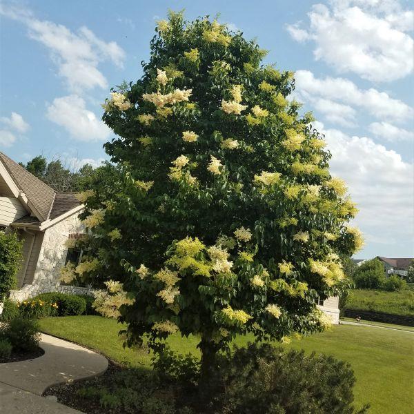 Syringa Reticulata 'ivory Silk' Single Stem - View 7 from www redcrocus com