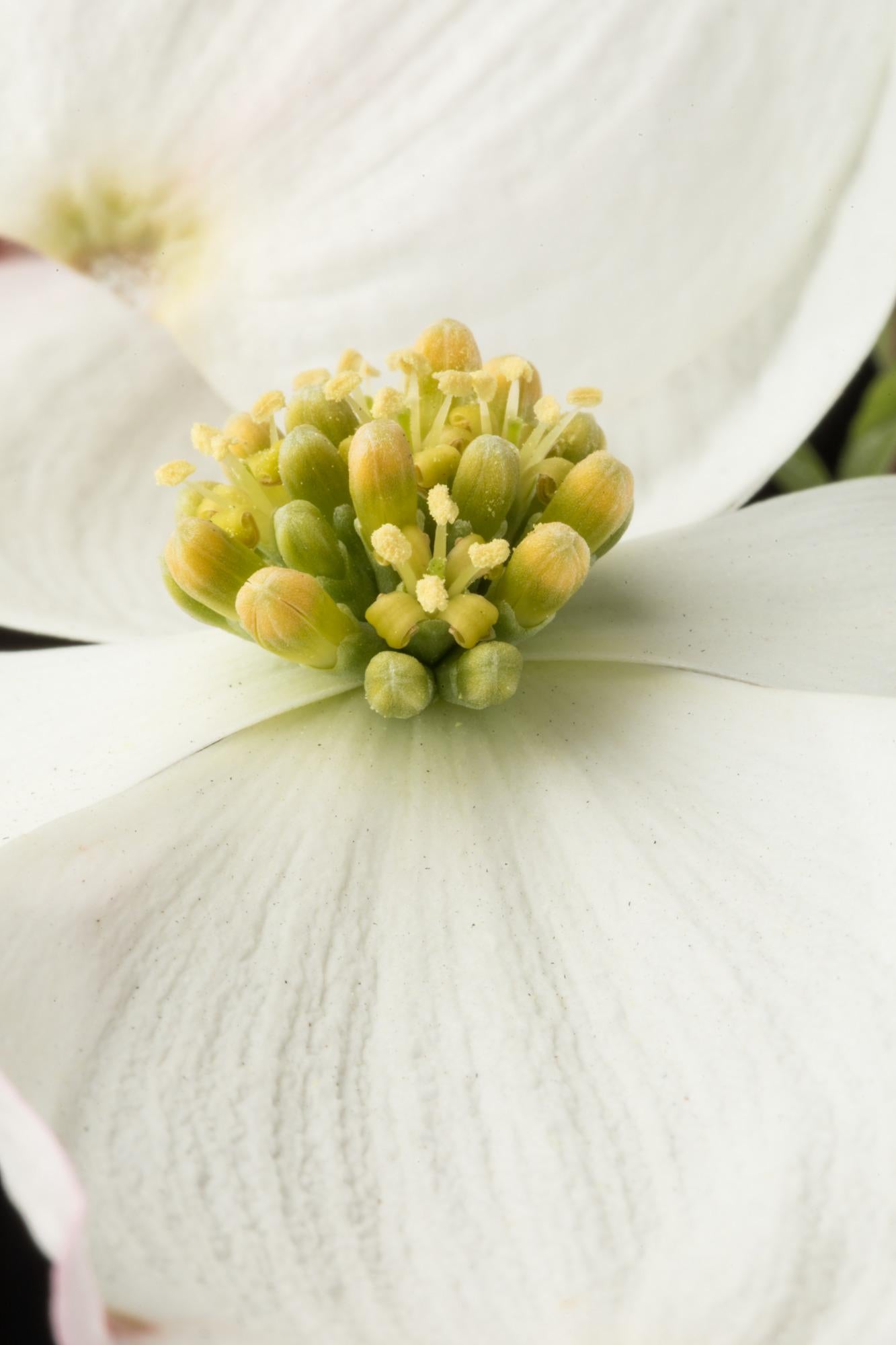 Cornus Florida Appalachian Snow Single Stem - View 10 from www redcrocus com
