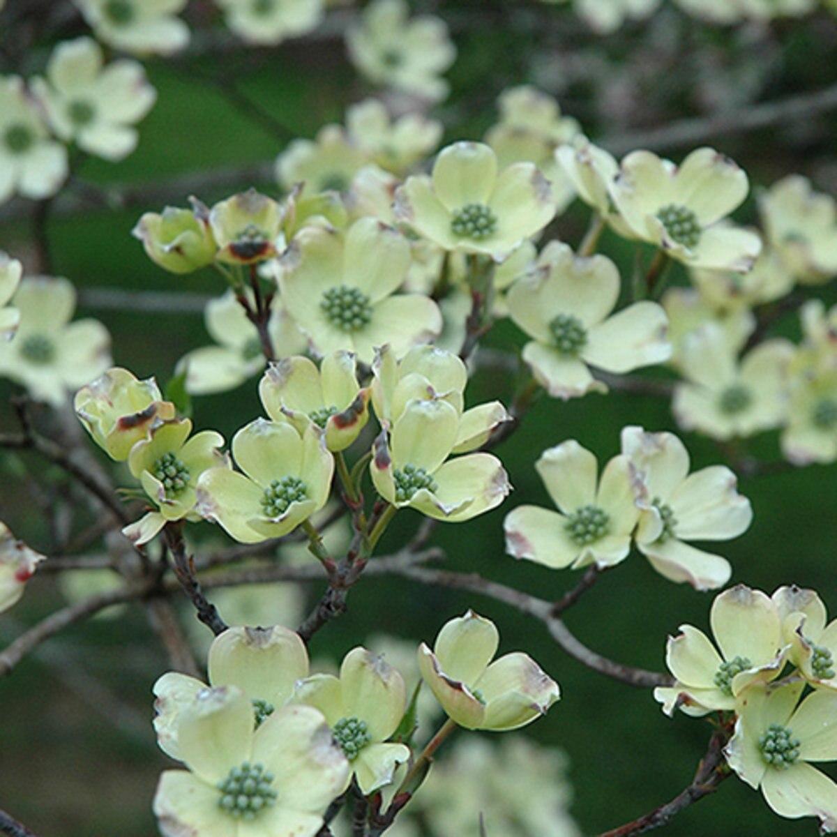 Cornus Florida Appalachian Snow Single Stem - View 13 from www redcrocus com