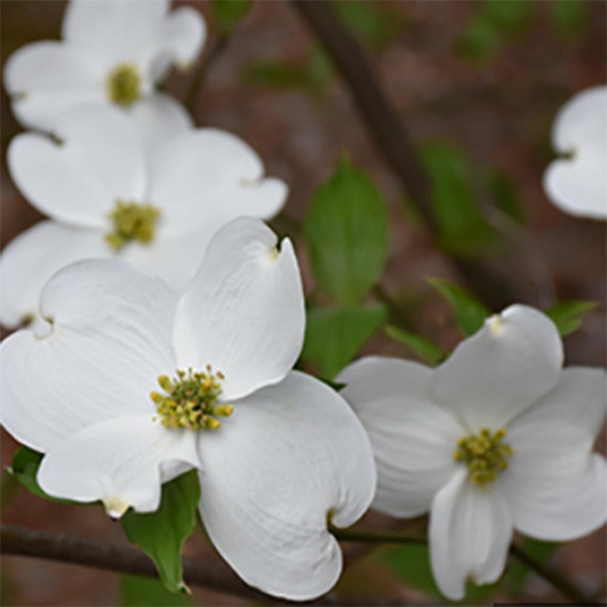 Cornus Florida Appalachian Snow Single Stem - View 14 from www redcrocus com
