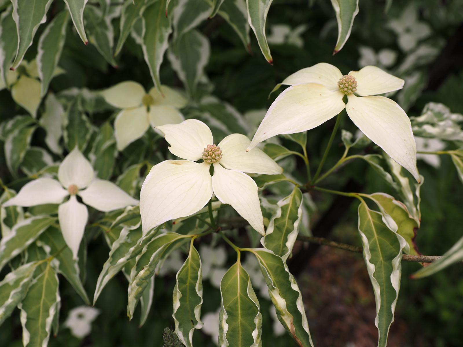 Cornus Kousa Wolf Eyes Single Stem - View 10 from www redcrocus com