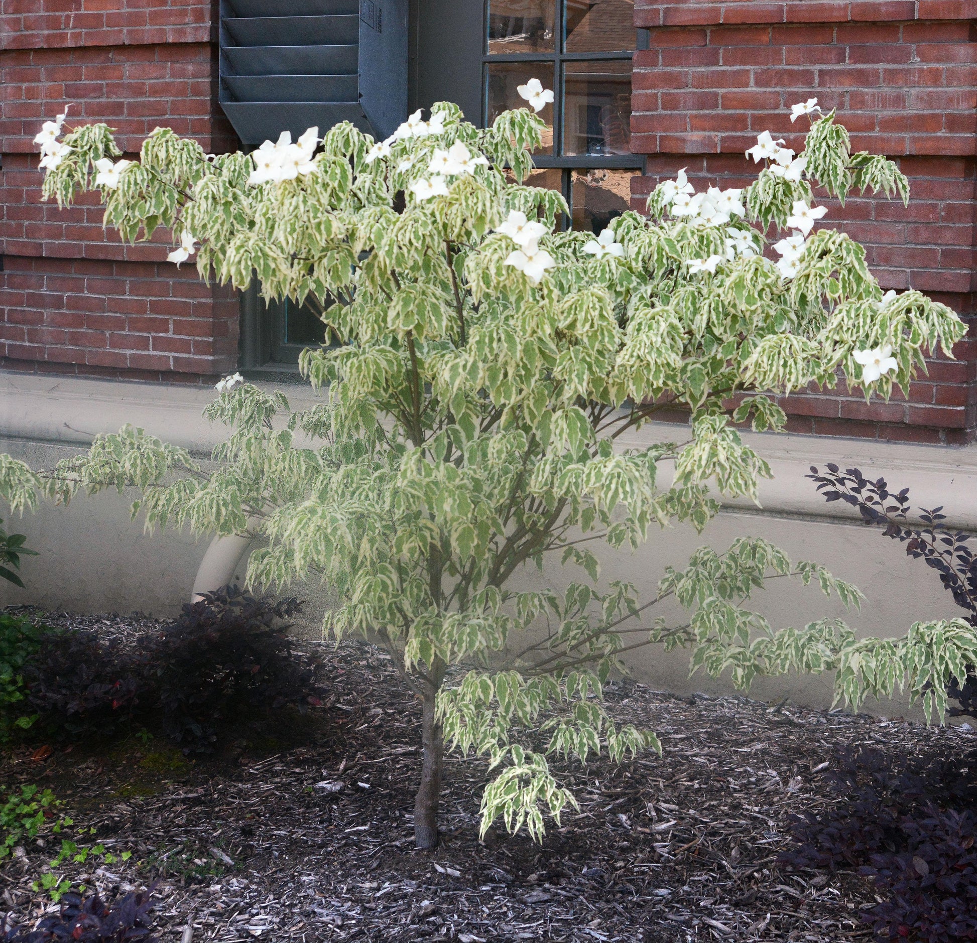 Cornus Kousa Wolf Eyes Single Stem - View 19 from www redcrocus com