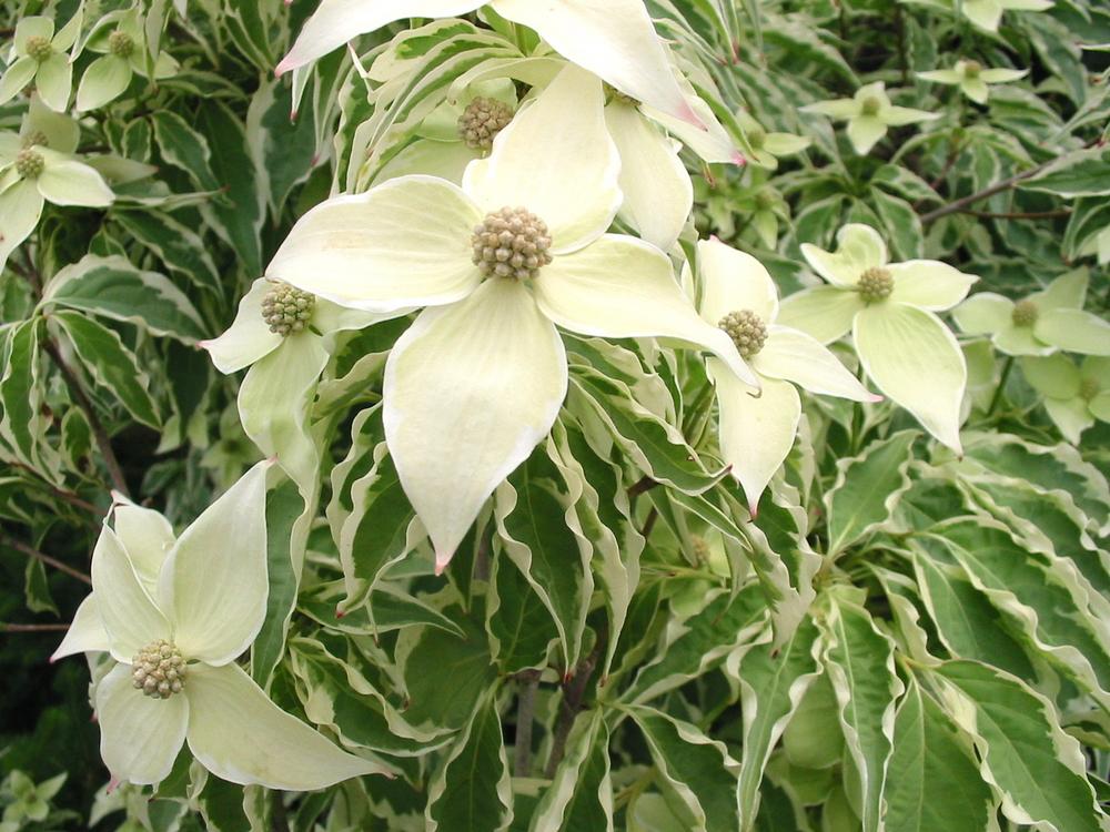 Cornus Kousa Wolf Eyes Single Stem - View 1 from www redcrocus com