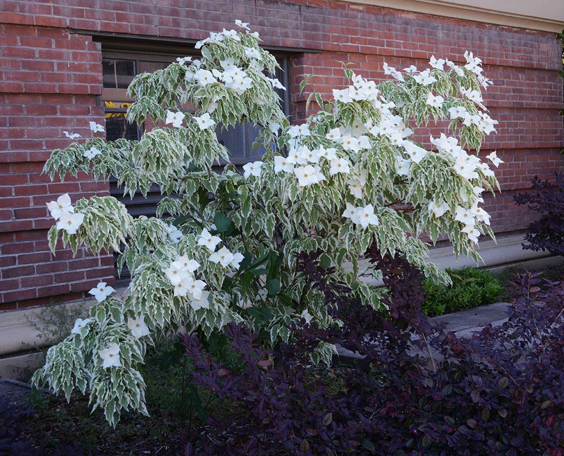 Cornus Kousa Wolf Eyes Single Stem - View 3 from www redcrocus com
