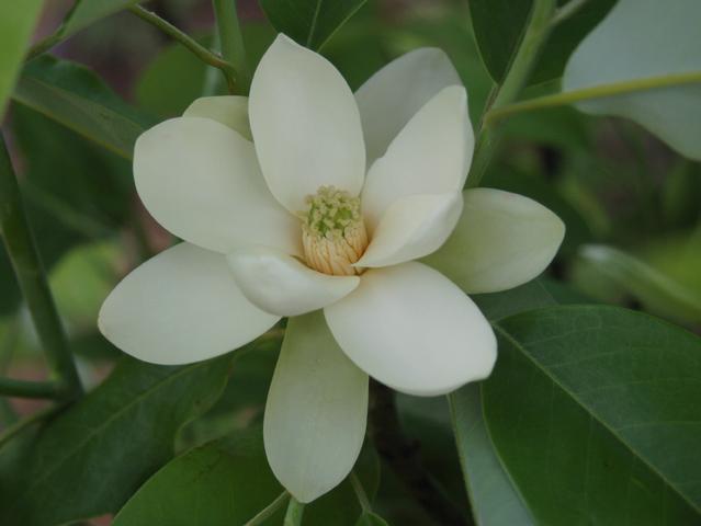 Magnolia Virginiana Moonglow Multi Stem - View 13 from www redcrocus com
