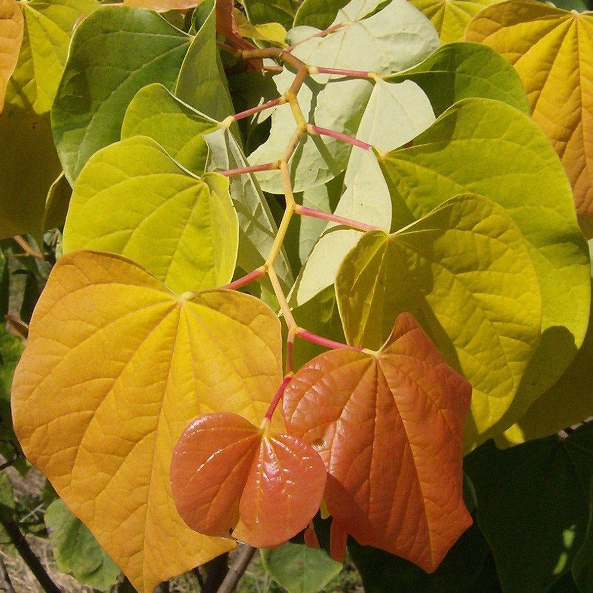 Cercis Canadensis Multi Stem - View 11 from www redcrocus com