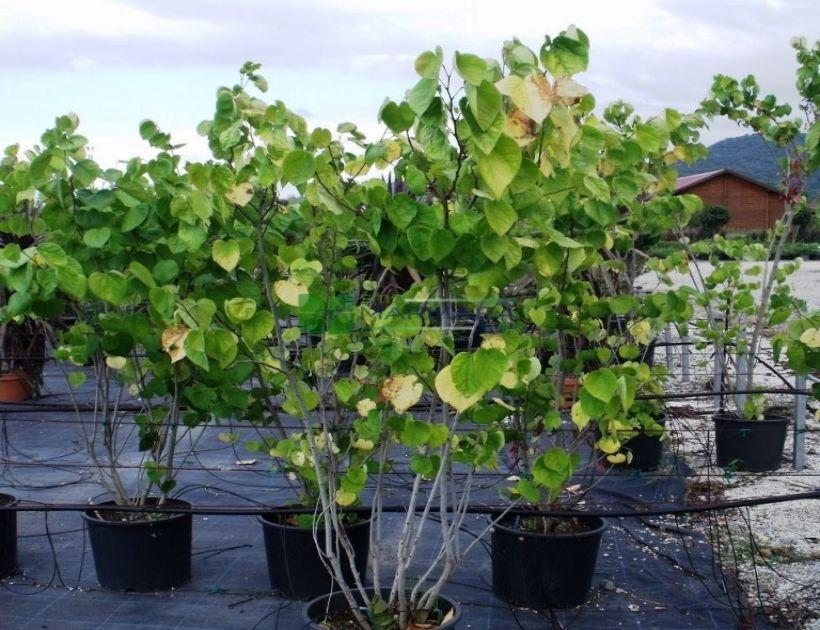 Cercis Canadensis Multi Stem - View 14 from www redcrocus com