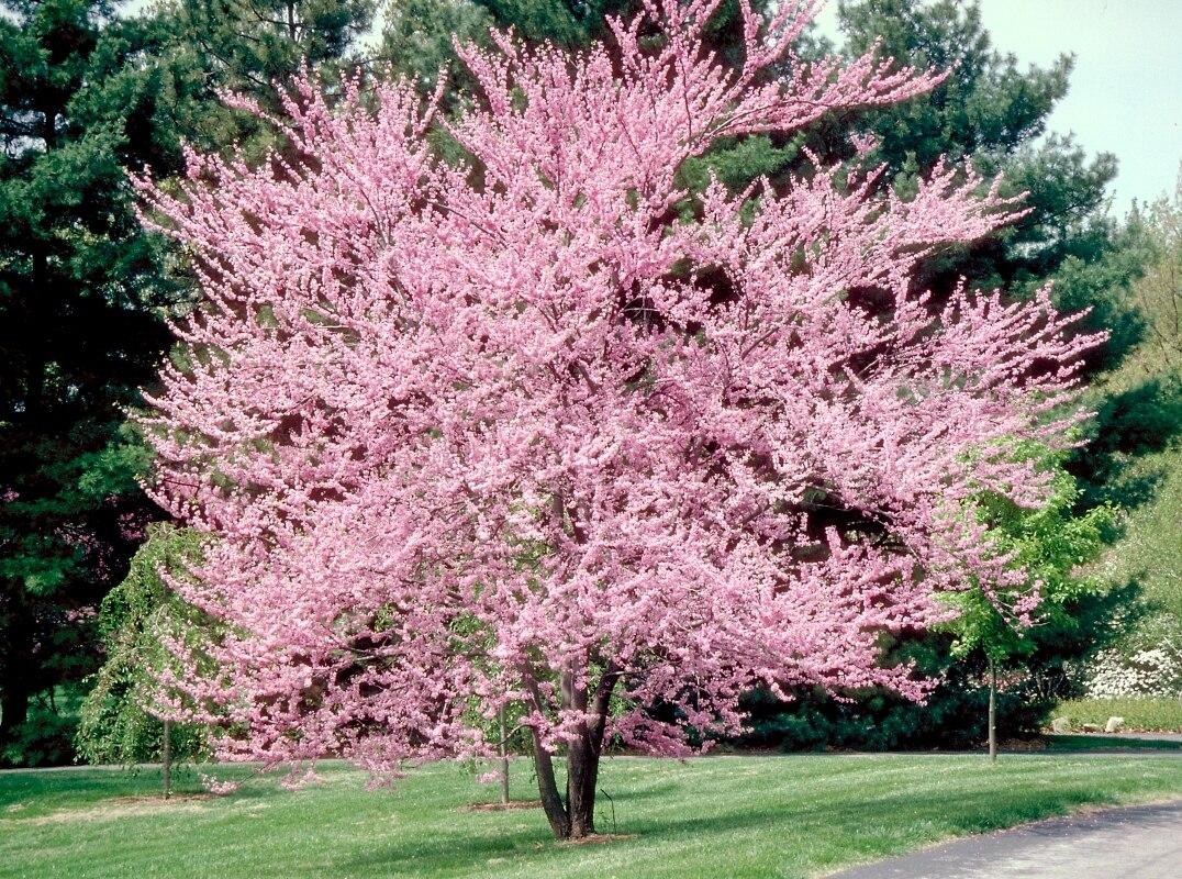 Cercis Canadensis Multi Stem - View 15 from www redcrocus com