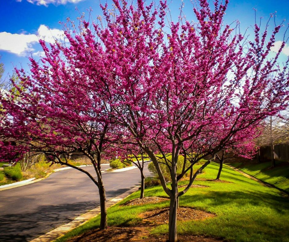 Cercis Canadensis Multi Stem - View 4 from www redcrocus com