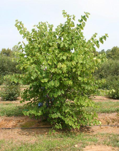 Cercis Canadensis Multi Stem - View 9 from www redcrocus com
