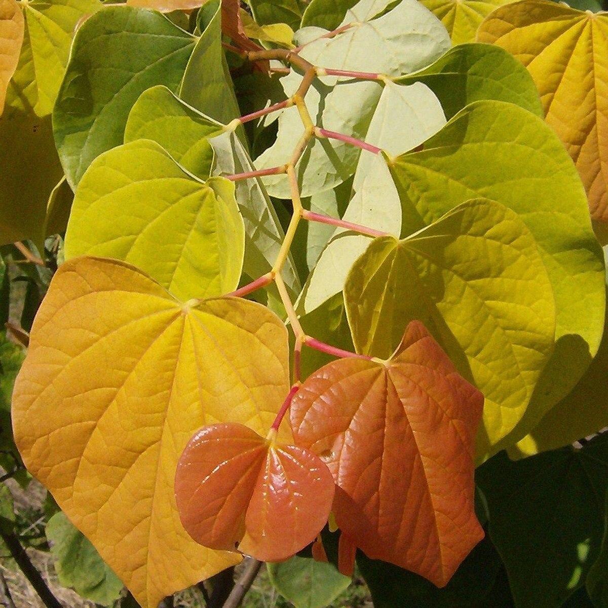 Cercis Canadensis Multi Stem - View 15 from www redcrocus com